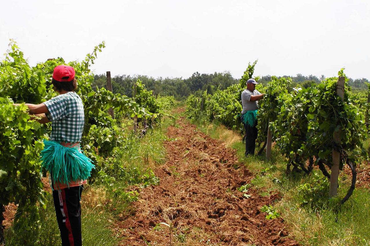 Sezonski radnici obavljaju pljevidbu vinove loze na Vinarijinoj plantazi u Citluku             