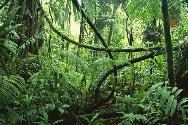 Amazonija: Više od 10.000 vrsta biljaka i životinja prijeti izumiranje -  www.vecernji.ba
