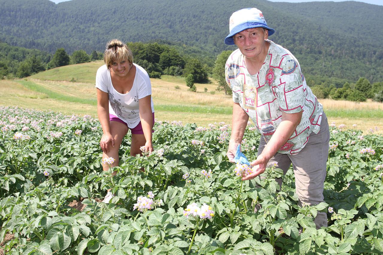 07.07.2015., Krasno - OPG Perice i Nikoline Anic iz zaseoka Anici. Obitelj Anic bavi se proizvodnjom sira, imaju svojih 20-tak krava i teladi, te uzgajaju krumpir i zitarice. Photo: Kristina Stedul Fabac/PIXSELL