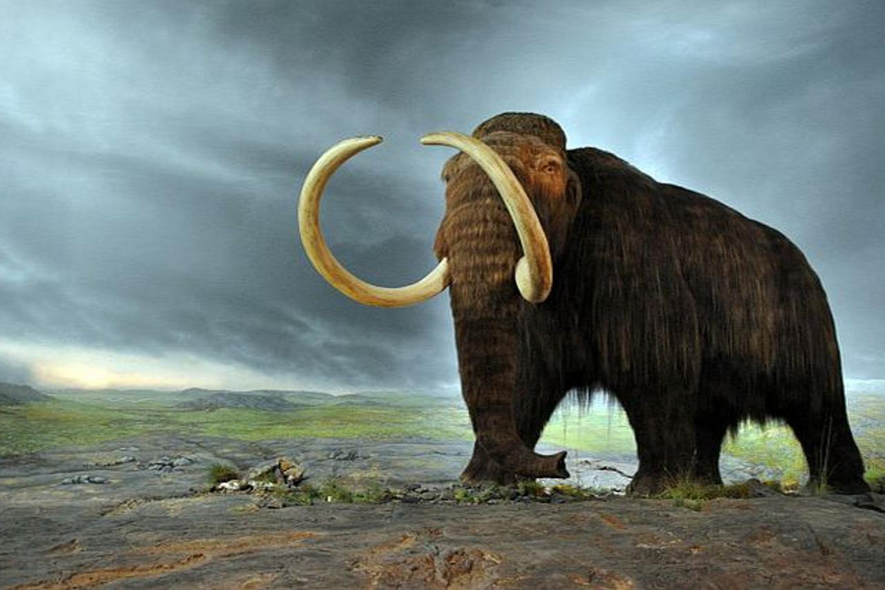 mamut