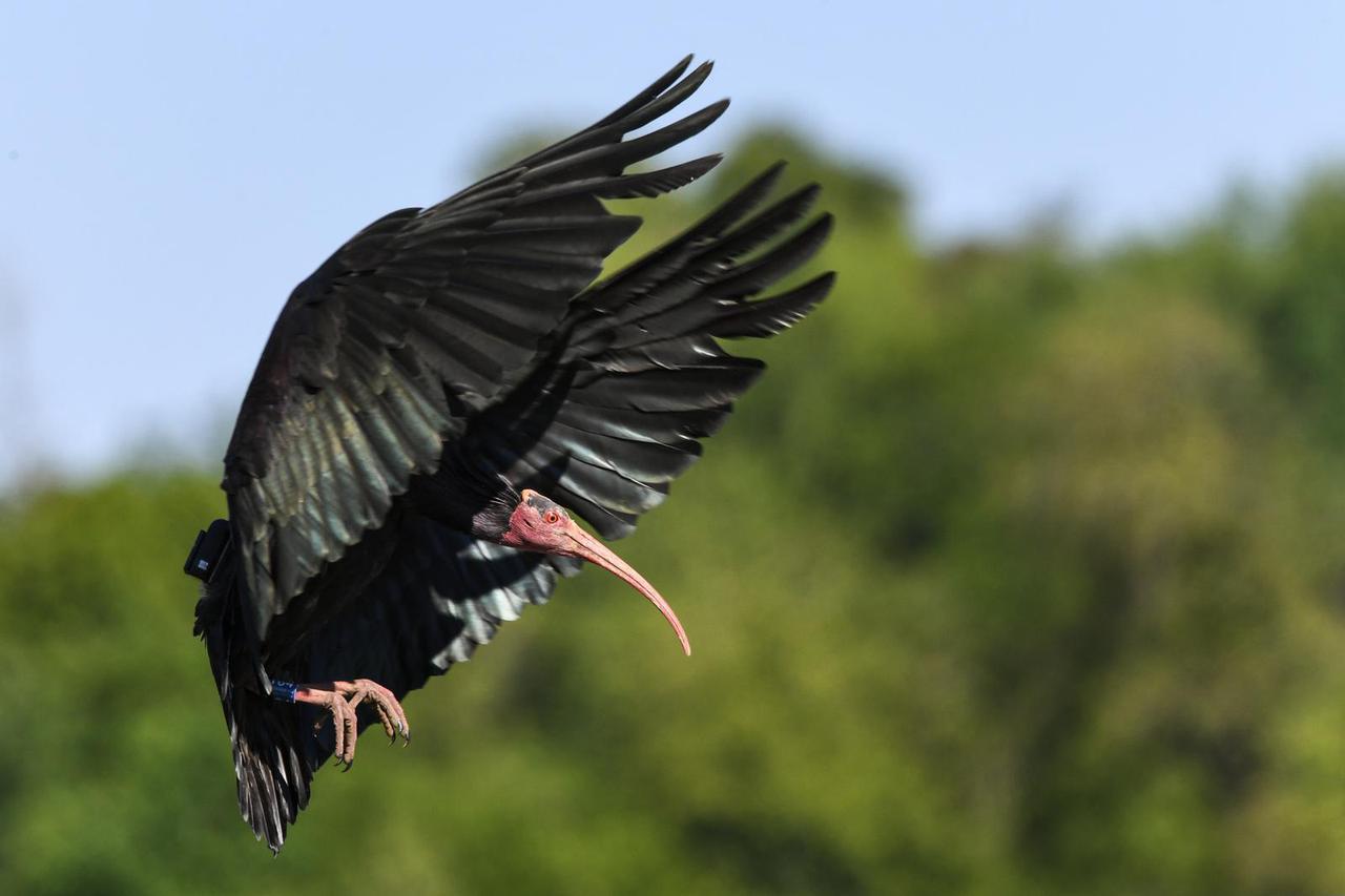 ćelavi ibis