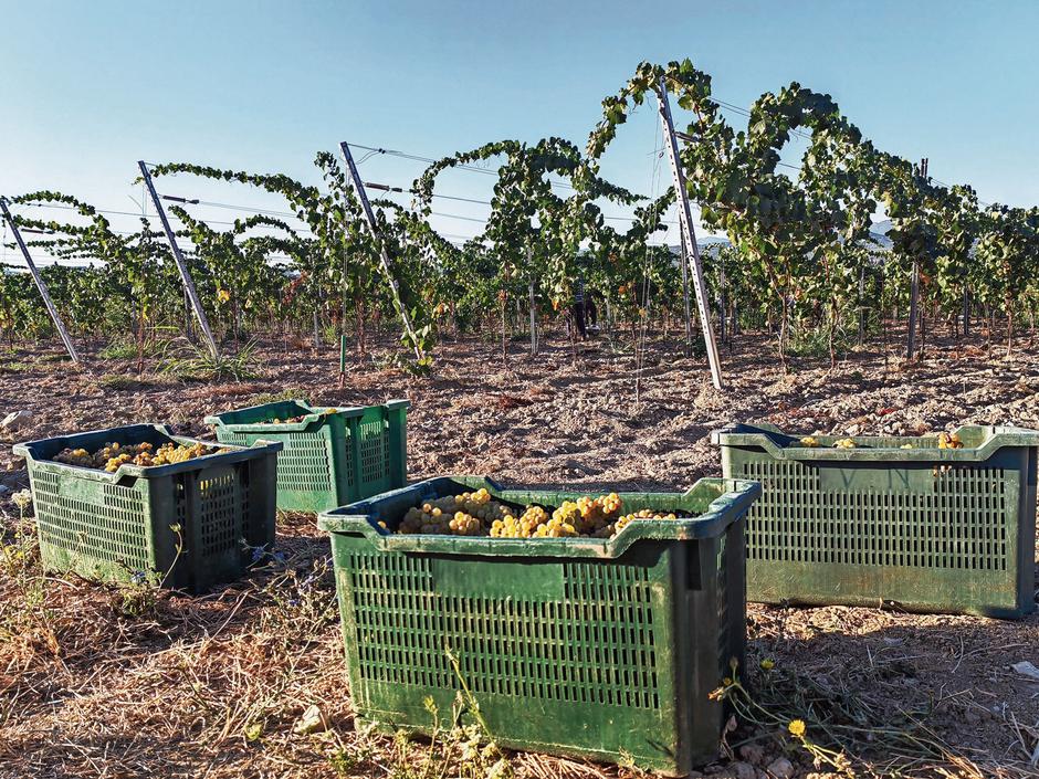 Trganje grožđa u Ljubuškom